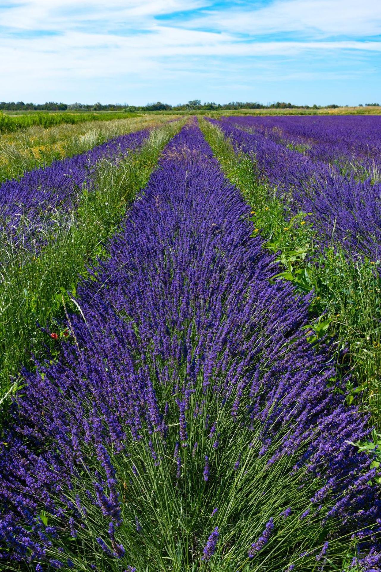 فيلا Le Campagne بوكير المظهر الخارجي الصورة